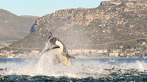 Mega Hunt: Killer Whales of the Cape