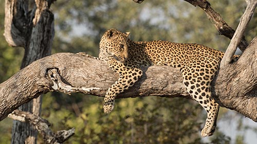 Leopard Huntress