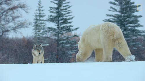 Wild Life: The Big Freeze