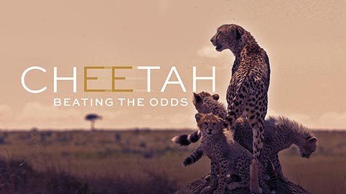 Cheetah: Beating the Odds