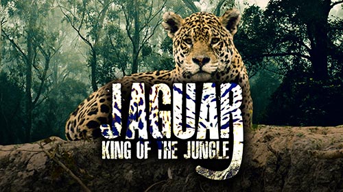 Jaguar: King of the Jungle