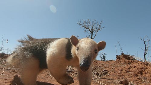 South America's Weirdest Animals