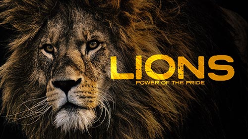 Lions - Power of the Pride