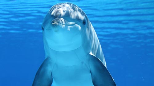 Marine Mammals: Born to Swim