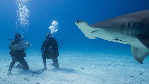 Shark vs. Ross Edgley