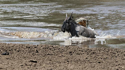 Killer Safari