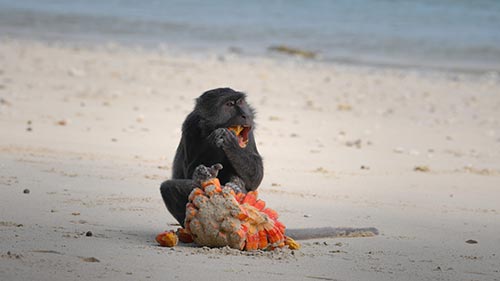 Nicobar Islands: A Monkey's Long Tale