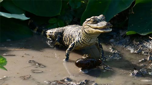 Florida Untamed: Where Reptiles Rule