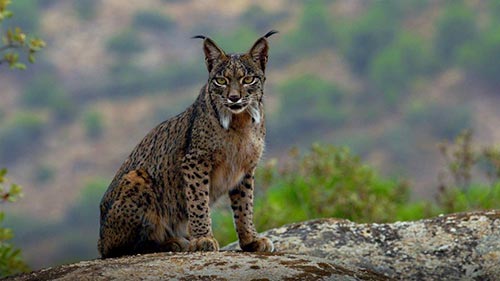 Land of the Iberian Lynx