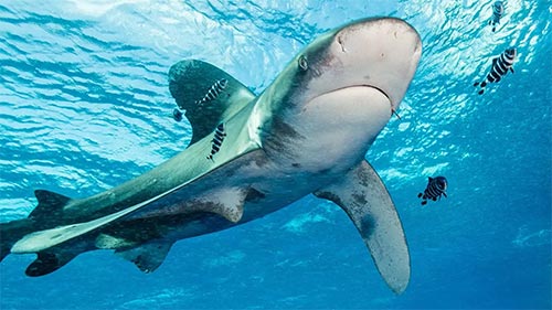 Ocean Whitetip: The Shipwreck Shark